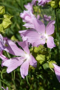 Malva sylvestris