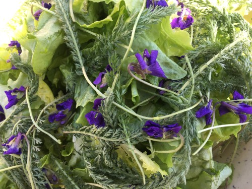 Salade violettes 2