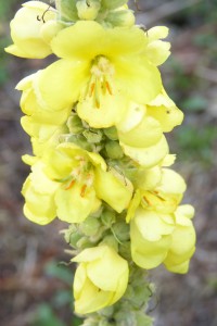 Molène fleurs