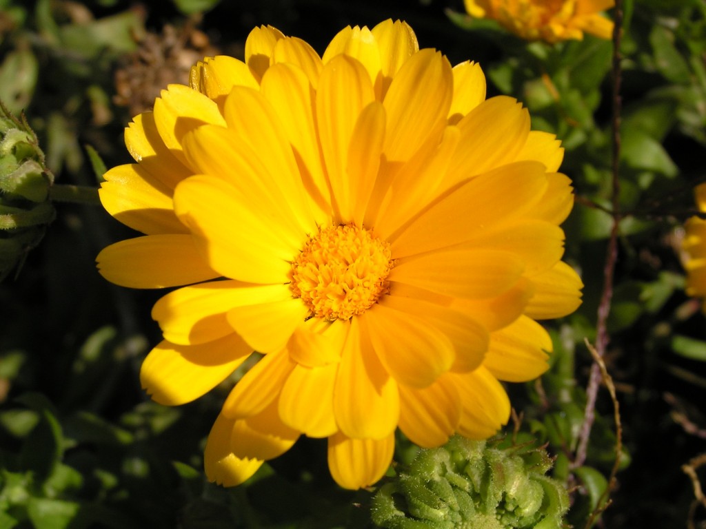 Calendula jaune