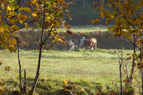 Cure d’automne