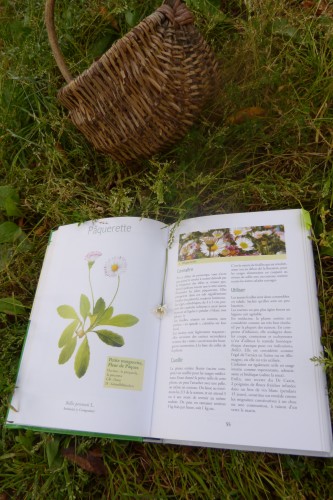 Connaître les plantes sauvages