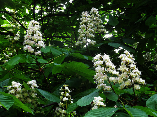 Une Fleur pour calmer les pensées