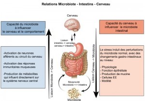 Microbiote lien cerveau