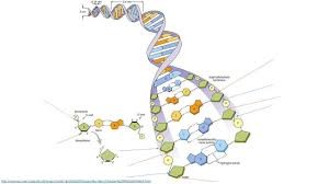 DNA structure