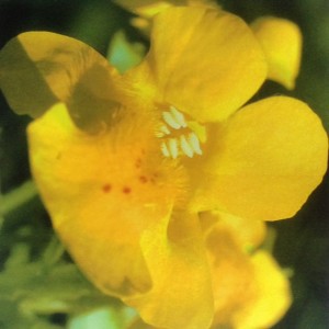 Mimulus, de la peur à la lumière