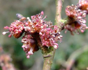 Elm flowers