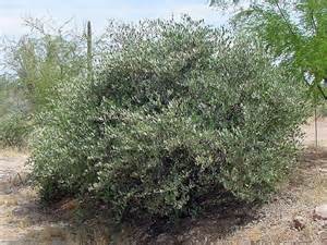 Jojoba tree