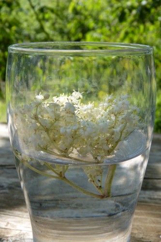 Gourmandises aux fleurs de sureau