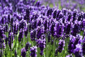 lavender-field-david-patterson