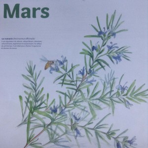 plantes-mars