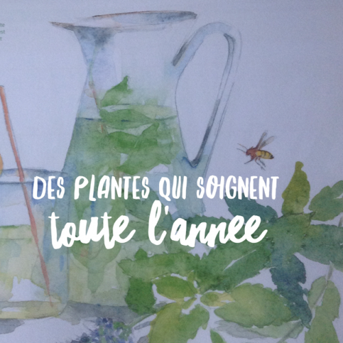 Des plantes qui soignent, toute l’année