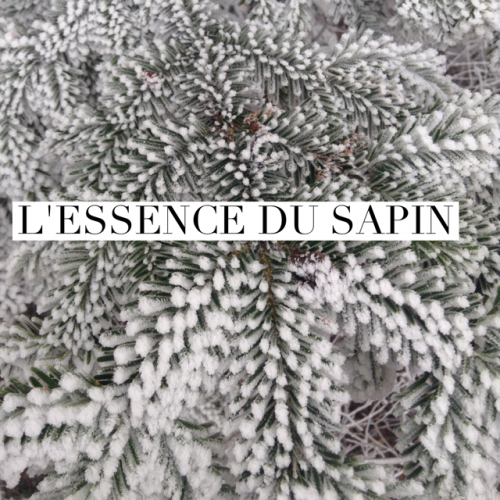 L’essence du sapin