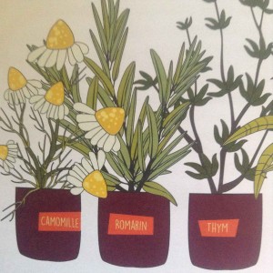 plantes pour tisane