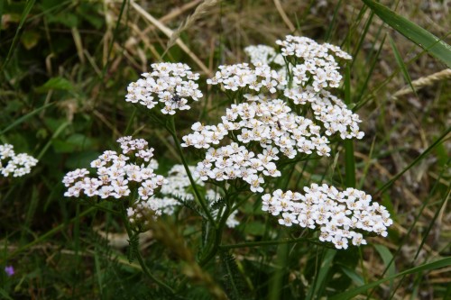 La belle Achillée