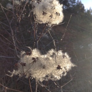 Clematis vitalba