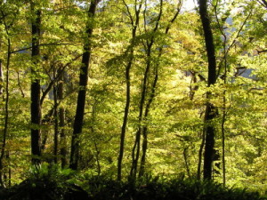 La Terre Mère, l’Arbre Frère, l’Amour