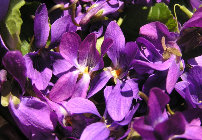 Douce violette